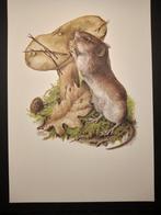 Rosse Woelmuis, Verzenden, 1980 tot heden, Zo goed als nieuw, Dier