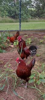 Friese roodpel kriel kippen + haan., Dieren en Toebehoren, Meerdere dieren, Kip