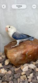 Agapornis Fischerie, Vrouwelijk, Dwergpapegaai of Agapornis, Geringd