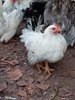 Gratis kriel haantjes., Dieren en Toebehoren, Pluimvee, Mannelijk, Kip