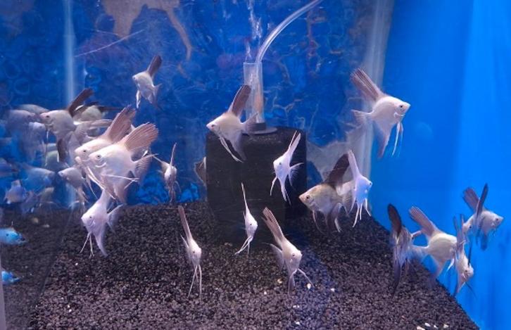 Nieuw binnen!!! Maanvis, Bulgarian green seal point!!!, Dieren en Toebehoren, Vissen | Aquariumvissen, Zoetwatervis, Vis