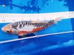 Koi te koop: mooi gekleurde Shusui, Karper of Koi