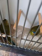 ELEGANTEN, Dieren en Toebehoren, Vogels | Parkieten en Papegaaien, Vrouwelijk, Parkiet, Geringd