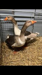 Koppel bonte ganzen, Dieren en Toebehoren, Pluimvee, Meerdere dieren, Gans of Zwaan