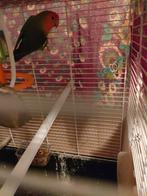 2 x dwerg papagaai te koop voor 50€, Dwergpapegaai of Agapornis
