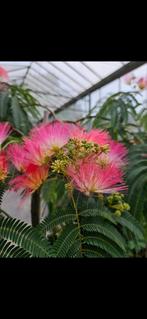 Albizia "Ishii Weeping" / Slaapboom / Treurvorm / zeldzaam‼️, Ophalen, Volle zon, Bolboom, 400 cm of meer