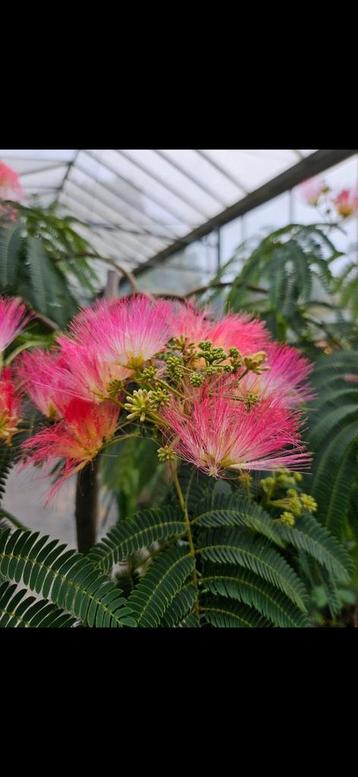 Albizia "Ishii Weeping" / Slaapboom / Treurvorm / zeldzaam‼️ beschikbaar voor biedingen