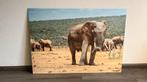 Olifant op aluminium, Antiek en Kunst, Ophalen