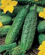 Augurk komkommer zaden zaad inmaak kruiden biologisch, Tuin en Terras, Bloembollen en Zaden, Voorjaar, Zaad, Verzenden, Volle zon