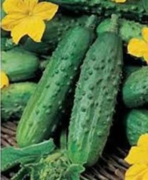 Augurk komkommer zaden zaad inmaak kruiden biologisch, Tuin en Terras, Bloembollen en Zaden, Zaad, Voorjaar, Volle zon, Verzenden