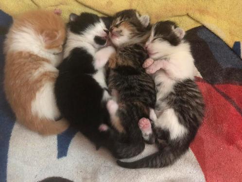 lieve goed gesocialiseerde speelse poesjes boerderij kittens, Dieren en Toebehoren, Katten en Kittens | Raskatten | Korthaar, Meerdere dieren