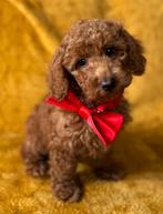 middenslag poedel & dwerg poedel pups 1000€, Poedel, Nederland, 8 tot 15 weken, CDV (hondenziekte)