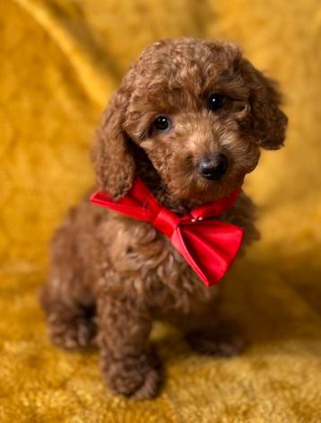 middenslag poedel & dwerg poedel pups 1000€ beschikbaar voor biedingen