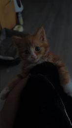 Kat te koop poesje, Poes, 0 tot 2 jaar