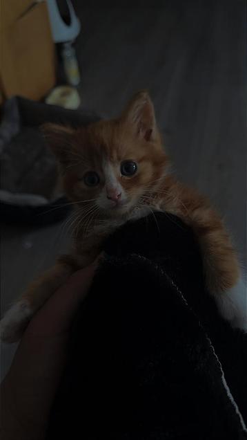 Kat te koop poesje beschikbaar voor biedingen