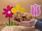 Rhode Island groot kuikens hennetjes, gesekst en ingeënt, Dieren en Toebehoren, Pluimvee, Vrouwelijk, Kip