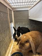 Oreo en Toffee zoeken fijn huis 0655795831, Dieren en Toebehoren, Vrouwelijk