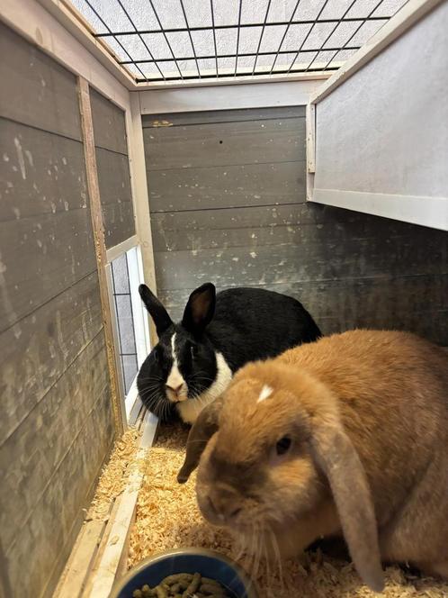 Oreo en Toffee zoeken fijn huis 0655795831, Dieren en Toebehoren, Konijnen, Vrouwelijk