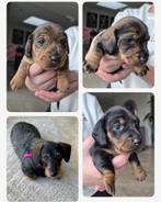 Ruw harige dwerg teckel pups, Dieren en Toebehoren, Rabiës (hondsdolheid), 8 tot 15 weken, Teef, Dwerg
