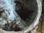 OBT Tarantula, Dieren en Toebehoren, Spin of Schorpioen