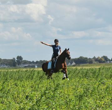 Gave E en D pony's beschikbaar voor biedingen