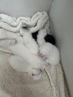Kittens kruising Pers-Maincoon-Blauwe Rus, Dieren en Toebehoren, Katten en Kittens | Raskatten | Langhaar, Meerdere dieren