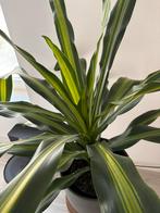 Dracena plant, Ophalen, Overige soorten, 100 tot 150 cm