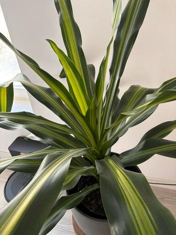 Dracena plant beschikbaar voor biedingen