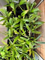 Trachycarpus Fortunei stekken Palmboom., Vaste plant, Bloeit niet, Halfschaduw, Ophalen