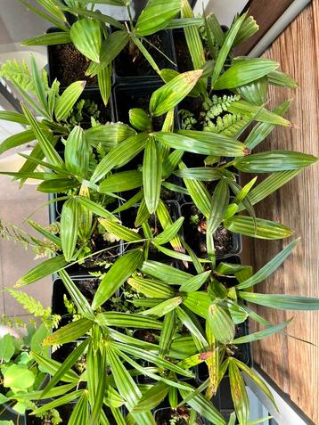 Trachycarpus Fortunei stekken Palmboom. beschikbaar voor biedingen
