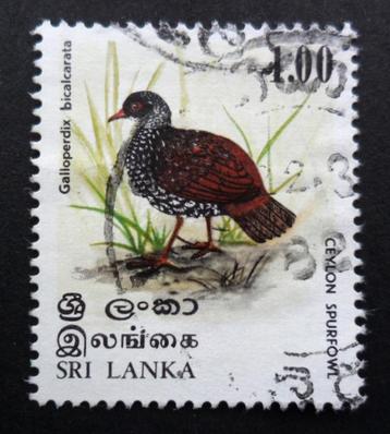 Sri Lanka - vogel - Galloperdix bicalcarata - Ceylon Spurfow beschikbaar voor biedingen