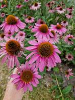 Zonnehoed roze zaden €1., Tuin en Terras, Bloembollen en Zaden, Ophalen of Verzenden, Voorjaar, Volle zon, Zaad