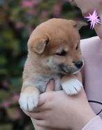 Shiba inu pups met stamboom, Overige rassen, CDV (hondenziekte), 8 tot 15 weken, Teef