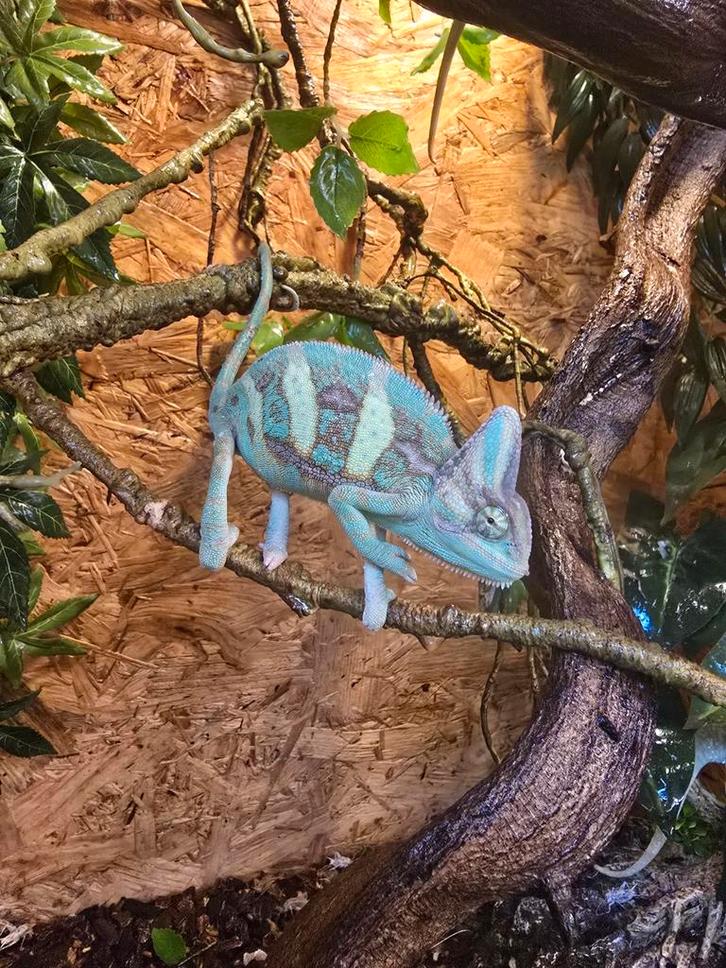 Prachtige nakweek yemen kameleons