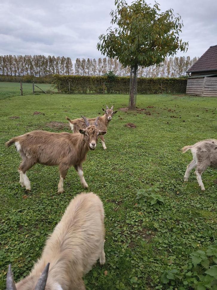 Diverse Toggenburger geiten te koop, Dieren en Toebehoren, Schapen, Geiten en Varkens, Geit, Meerdere dieren