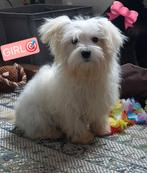 Maltezer pups, België, Maltezer, Particulier, Rabiës (hondsdolheid)