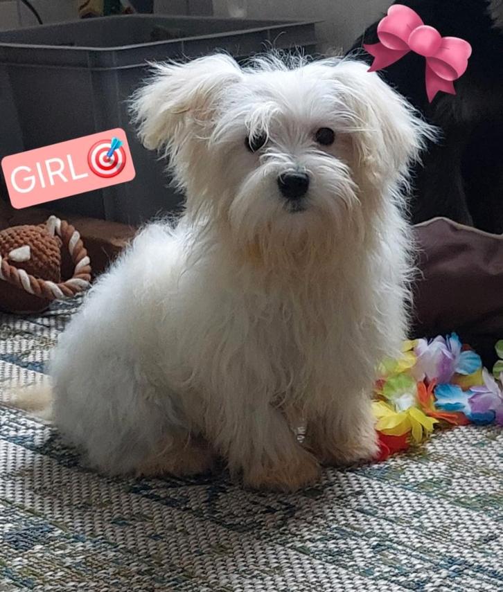 Maltezer pups, Dieren en Toebehoren, Honden | Chihuahua's en Gezelschapshonden, Meerdere dieren, Maltezer, Particulier, Meerdere