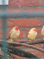 Binsenastrilde per koppel, Dieren en Toebehoren, Vogels | Overige Vogels, Meerdere dieren