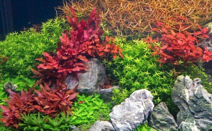 gratis gezocht aquarium planten voor de opvang, Dieren en Toebehoren, Vissen | Aquaria en Toebehoren, Gebruikt, Plant(en), Steen of Hout