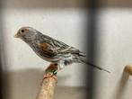Rood Agaat Mozaïek Kanarie Pop, Dieren en Toebehoren, Vogels | Kanaries, Vrouwelijk, Kleurkanarie