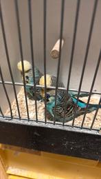 Zeer mooi bewezen koppel engelse geelmaskers, Dieren en Toebehoren, Meerdere dieren, Parkiet