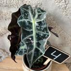 Alocasia polly pink variegata, Ophalen of Verzenden, Halfschaduw, Minder dan 100 cm