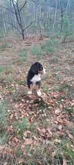 Berner sennen pups, Dieren en Toebehoren, Overige rassen, 8 tot 15 weken, Meerdere, Meerdere dieren