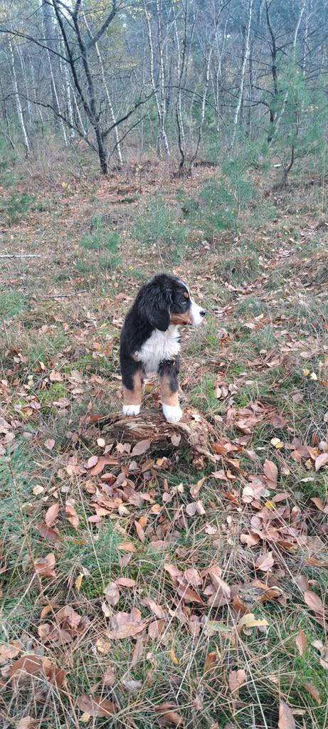 Berner sennen pups, Dieren en Toebehoren, Honden | Retrievers, Spaniëls en Waterhonden, Meerdere dieren, Overige rassen, Fokker | Hobbymatig