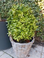 Euonymus . Inclusief losse rieten buiten mand., Tuin en Terras, Planten | Tuinplanten, Vaste plant, Bloeit niet, Halfschaduw, Ophalen