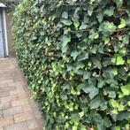 Opzoek naar gratis Hedera, Tuin en Terras, Ophalen, Overige soorten, Haag, 100 tot 250 cm