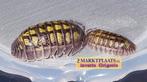 Armadillidium granulatum Lemon isopods / pissebedden, Dieren en Toebehoren, Insecten en Spinnen, Overige soorten