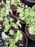 Boerenkool planten, Tuin en Terras, Ophalen, Zomer, Volle zon