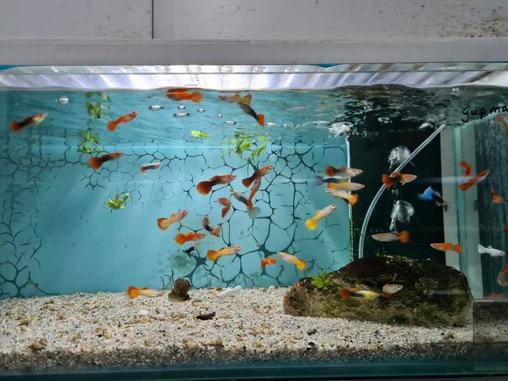 Guppen, Poecilia Reticulata, Guppy, Guppie, Dieren en Toebehoren, Vissen | Aquariumvissen, Zoetwatervis, Vis