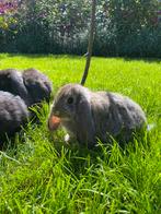 Lieve jonge franse hangoren, Dieren en Toebehoren, Konijnen, Meerdere dieren, Groot, Hangoor